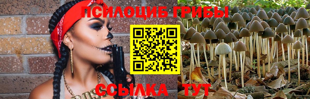 Псилоцибиновые грибы Psilocybe  Галлюциногенные грибы Psilocybe  где купить наркоту  Каменка  Вход с VPN 